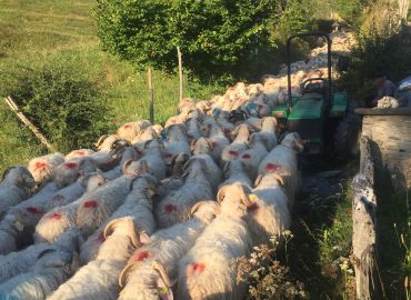 C'est la Transhumance, les troupeaux sont passés devant le Refuge !